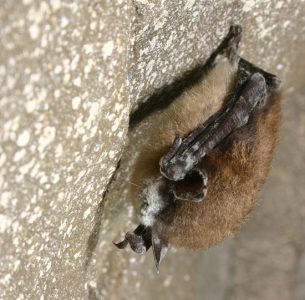 Protect Bats Image